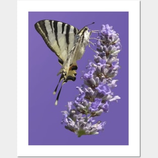Side View Of Scarce Swallowtail Butterfly Feeding On Lilac Posters and Art